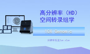 Visium HD（高分辨率）空間轉(zhuǎn)錄組測(cè)序