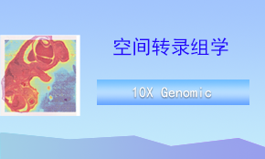 Visium CytAssist空間轉(zhuǎn)錄組測(cè)序